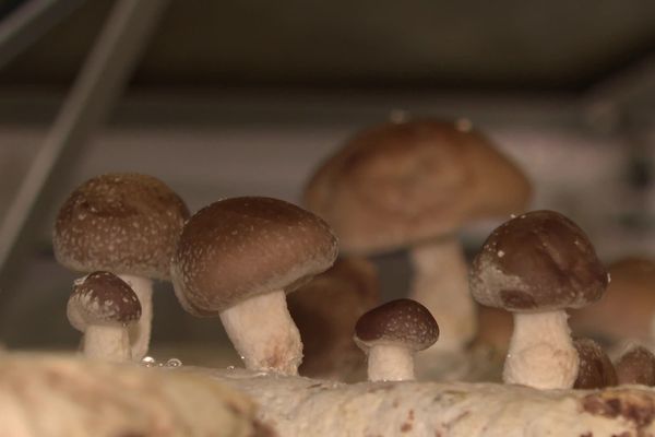 Après avoir poussé dans le sous-sol d'une ancienne imprimerie à Brest, les champignons se développent dans un hangar