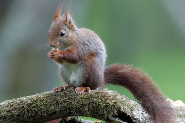 Les habitants de la Métropole grenobloise sont invités à signaler leurs observations d'écureuils roux et de hérissons d'Europe. 