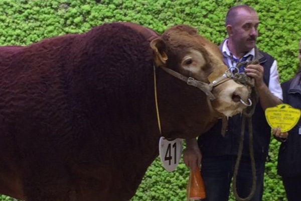 Hippy, meilleur taureau au concours agricole de la race limousine