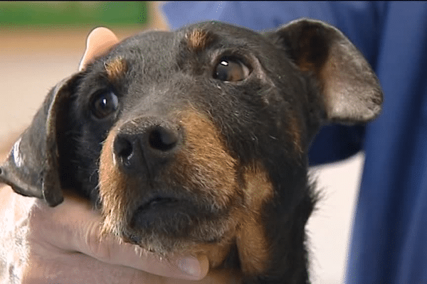 Traces de leishmaniose sur cette chienne "Lola" âgée de six ans