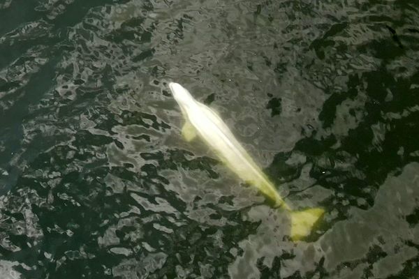 Une équipe du Marineland d'Antibes, plus grand zoo marin d'Europe, s'est rendu sur place lundi 8 août pour aider à l'extraction du béluga de la Seine.