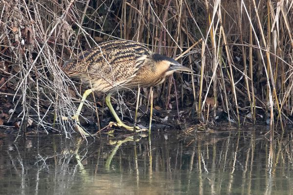 Un butor étoilé, oiseau échassier nichant dans les roselières, et dont la population est en déclin en Centre-Val de Loire depuis des décennies.