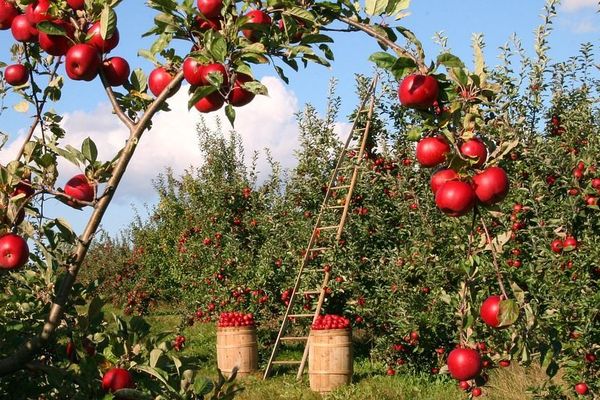 La récolte des pommes est en cours