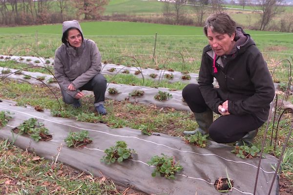 Ancienne ingénieure, Isabelle Santaella fait pousser des fraises bio à Pelleautier dans les Hautes-Alpes.