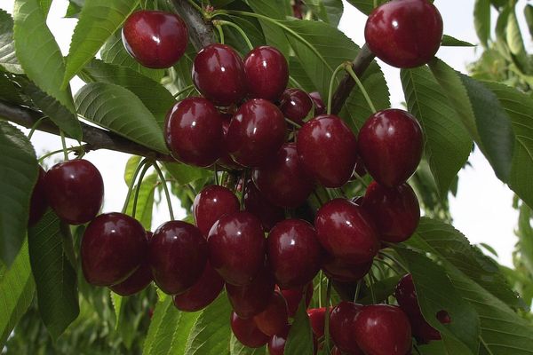 Pénurie de Cerises à craindre cette année