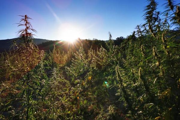 L'un des plus grands producteurs de chanvre se trouve en Ardèche