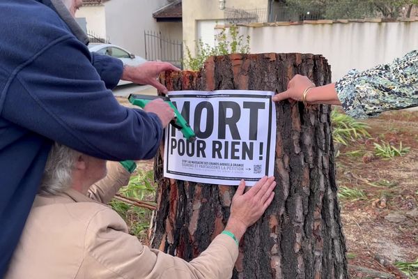 Des habitants d'Orange se mobilisent contre l'abattage d'une centaine de grands arbres le ling de l'avenue des Courrèges.