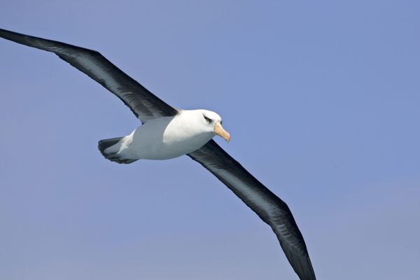 Entre novembre 2018 et mai 2019, les albatros ont pu patrouiller plus de 47 millions de kilomètres carrés.