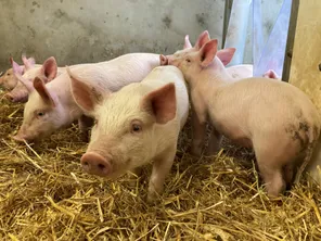 Près de 200 porcs périssent dans un accident de poids lourd en Vendée, photo d'illustration