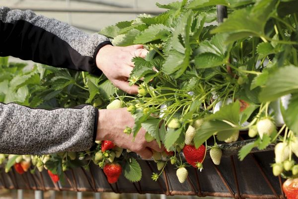 Cultures de fraises à Carpentras