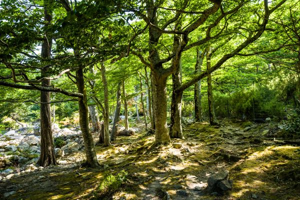 La hêtraie de la réserve naturelle de la Massane, dans les Pyrénées-Orientales, est classée au patrimoine mondial de l'Unesco.