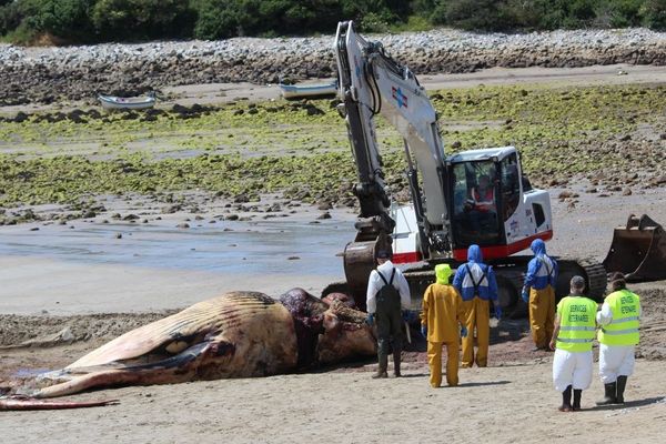 Le rorqual commun de 17 m de long pour environ 30 tonnes a été découpé sur une plage de Camaret-sur-Mer