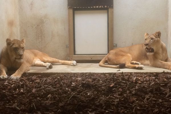 Deux des quatre fauves arrivés ce matin à Saint-Martin-La-Plaine. 