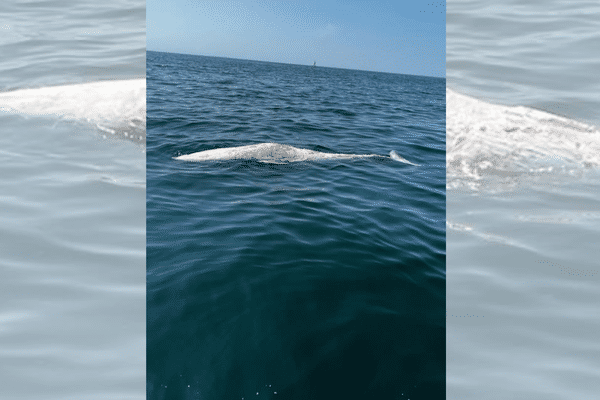 Baleine morte à la dérive au large de Brétignolles en Vendée