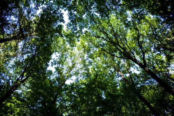 Un homme découvert dans un état grave en forêt de Chailluz à Besançon. Image d'illustration.