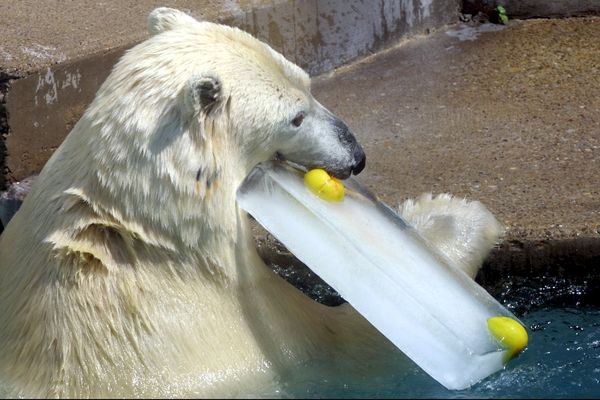 Les ours polaires du zoo pourront déguster des bâtons de glace géants.