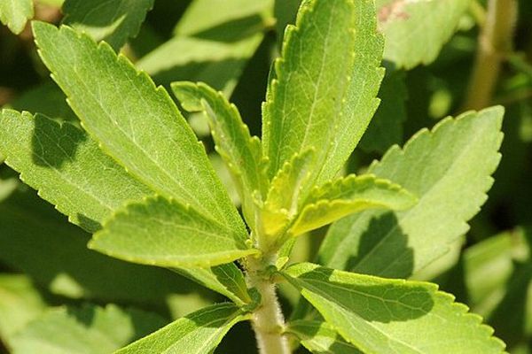 La stevia pousse depuis peu à Salvagnac dans le Tarn.