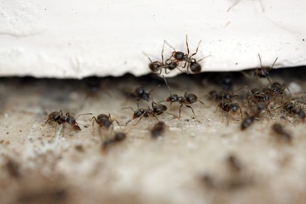 Les fourmis envahissent les maisons en Normandie en ce printemps 2024.