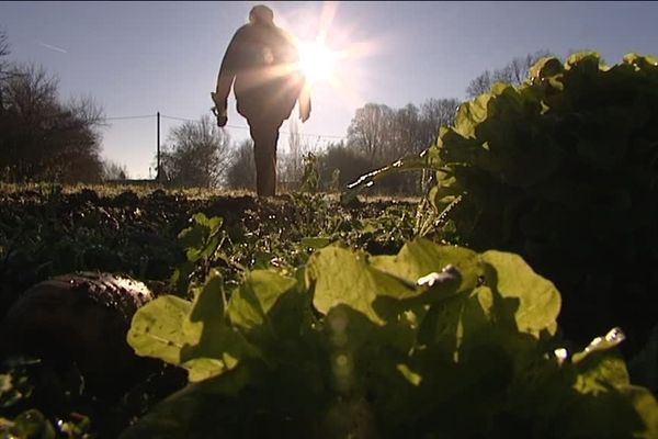 Le domaine du Fraisse arrête son activité de maraîchage bio