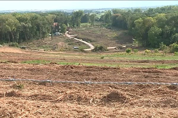 La forêt de Vendenheim déboisée peu à peu