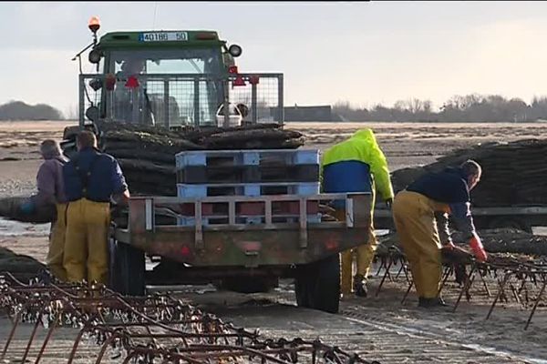 Dans le secteur de Blainville-sur-Mer, entre 100 et 150 personnes sont recrutées dans les parcs à huîtres.