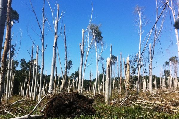 Une peupleraie dévastée à Marnay 