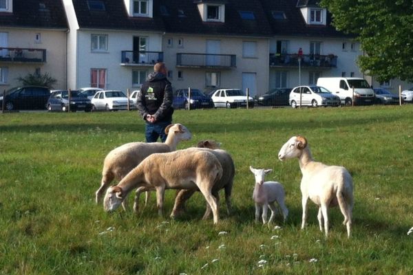 Les bêtes ont découvert dans leur nouvelle demeure ce matin.