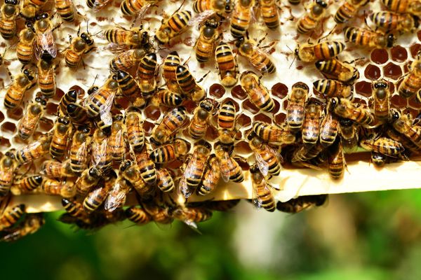 Température, humidité, nombre d'abeilles... Le système permet de suivre la santé de la ruche en temps réel.