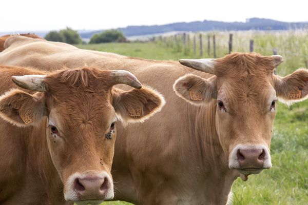 Les agriculteurs du Limousin seront attentifs à l'application des mesures évoquées par le Président de la République. 