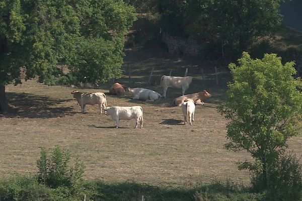 Les éleveurs de Saône-et-Loire sont inquiets après un acte de cruauté commis sur un veau. 