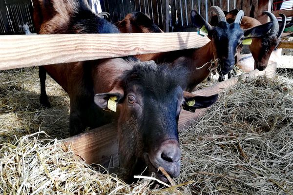 En ce début d'automne, les animaux sont privés de pâturages à cause de la sécheresse