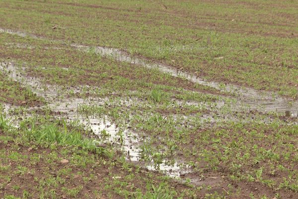 En Haute-Loire, la météo pluvieuse ne fait pas les affaires des producteurs de lentilles.