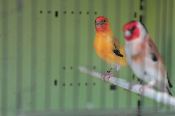 Les gendarmes du Rhône se sont rendus chez un particulier le 17 décembre dernier. Il maltraitait ses oiseaux pour les préparer à des concours de chants, organisés en Espagne.