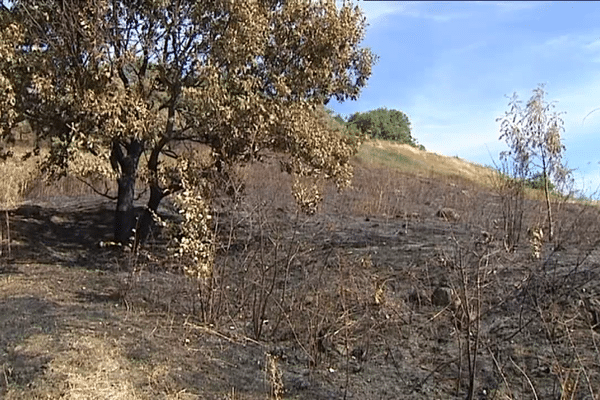 Dans la nuit de dimanche à lundi 12 septembre, 5 ha de végétation ont brûlé en quelques heures sur le plateau du Chevalard, entre Blanzat et Clermont-Ferrand. C'est la 3ème fois en 4 jours que des départs de feu ont lieu à cet endroit.