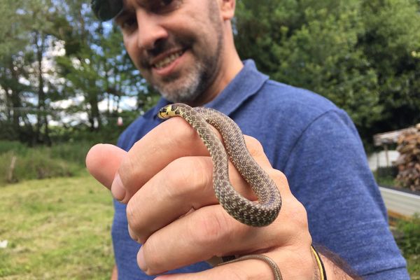 Cyril Michel avec un juvénile de couleuvre d'Esculape, attrapé dans une maison avant d'être relâché ( Attention : la manipulation, la capture ou les déplacement de serpents sont interdits par la loi. Seules des personnes habilitées, détenant une autorisation préfectorale spéciale, peuvent y recourir)