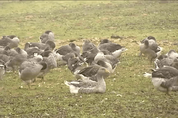 La filière avicole souffre depuis plusieurs mois des conséquences de la grippe aviaire