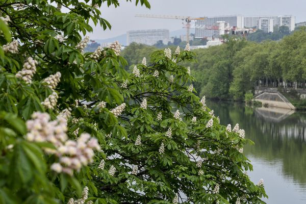 100 000 nouveaux arbres doivent être plantés pour végétaliser la ville et tenter de ralentir le réchauffement climatique en zone dense