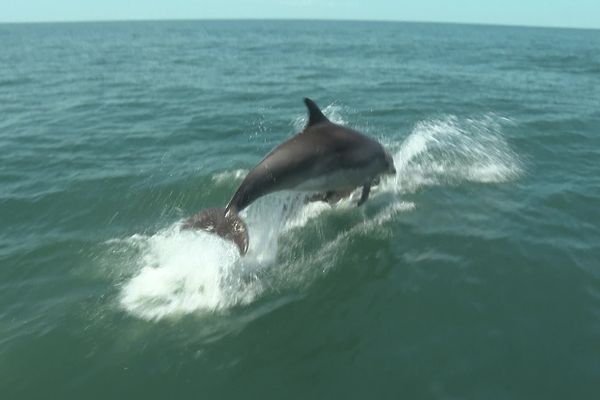 L'un des Grands dauphins observé au large de la côte basque dans le Gouf de Capbreton