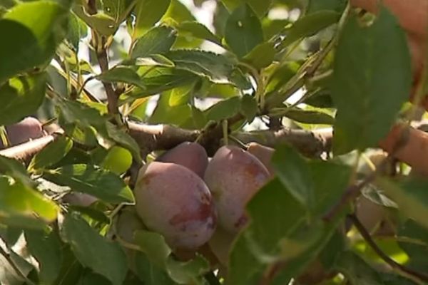 Les pruniculteurs à la saison de récolte des prunes