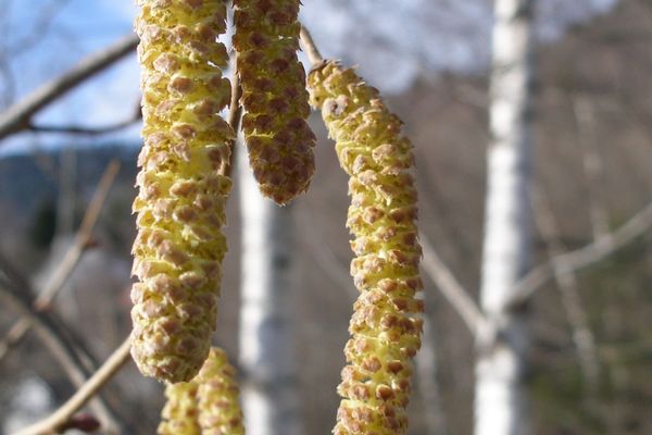 Le Limousin devrait vivre de nouveaux records d'allergies les prochains jours