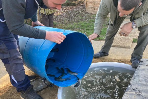 Aquaponie : un cercle vertueux entre potager et élevage de poissons.