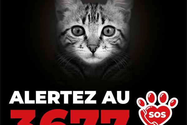 3677, le numéro de signalement des maltraitances animales.