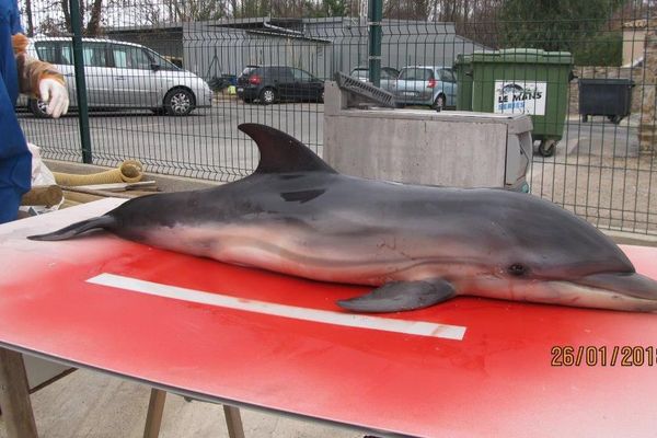 Quatre Dauphins Morts En Une Semaine Dans Le Var