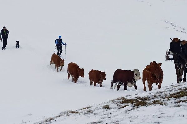 Le PGHM a accompagné l'éleveur pour redescendre ses bêtes égarées en toute sécurité dans la vallée 