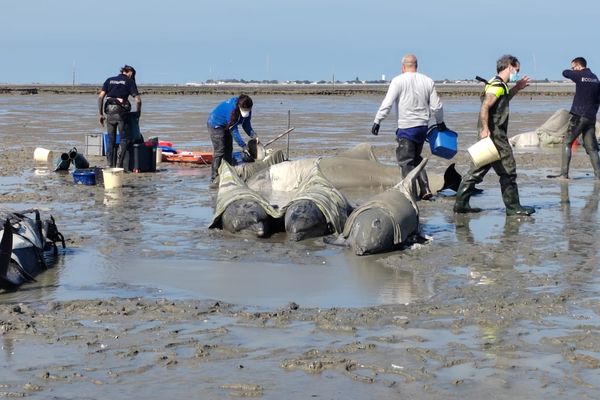 Échouage dauphin Île de Ré (17/09/2024)