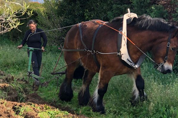 Fabiola l'Ardennaise entretient des parcelles inaccessibles.