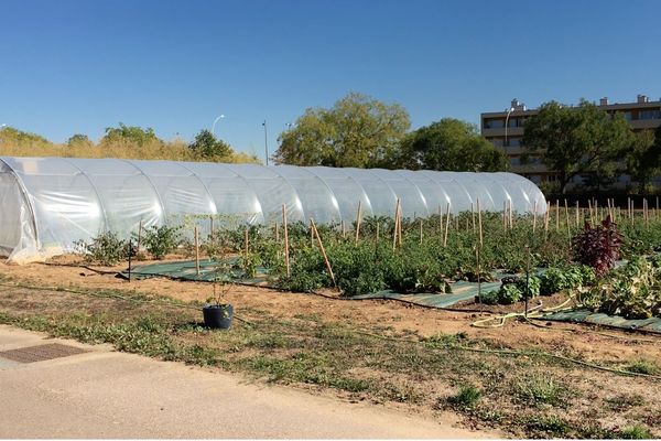 La ferme urbaine a pris ses quartiers aux serres municipales de Dijon : une parcelle de 3000 mètres carrés pour cultiver des légumes bio