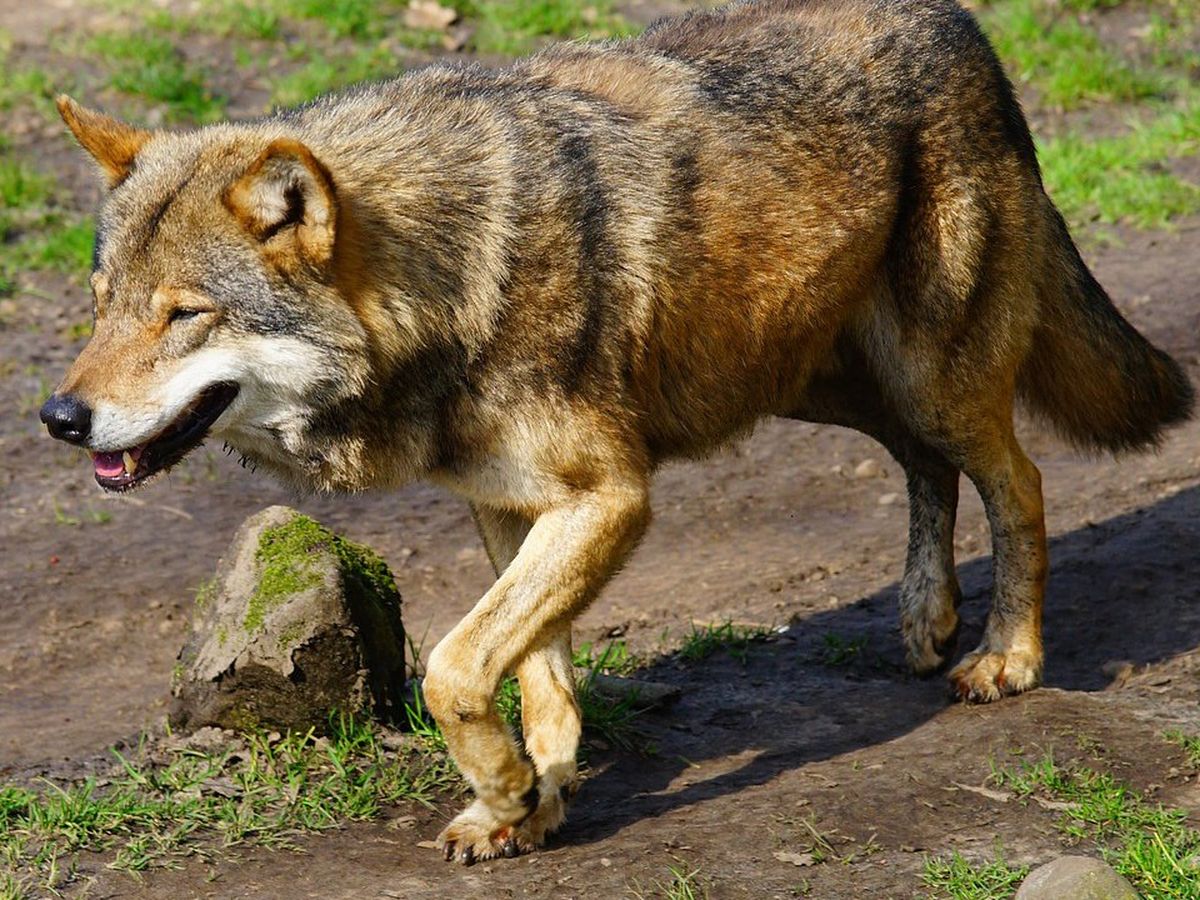 Le loup en France : mieux le comprendre pour mieux vivre avec lui -  Sciences et Avenir