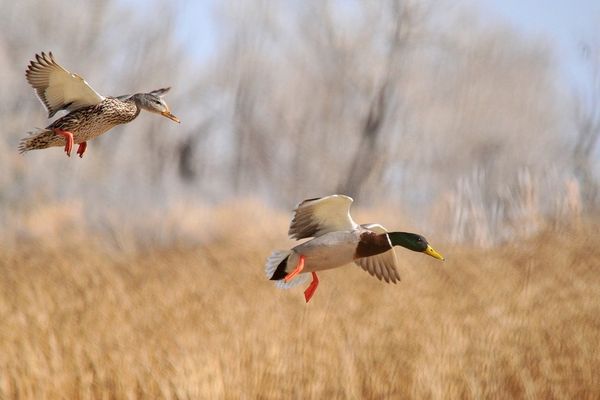 Le cas de grippe aviaire a été détecté à Marck dans le Pas-de-Calais.