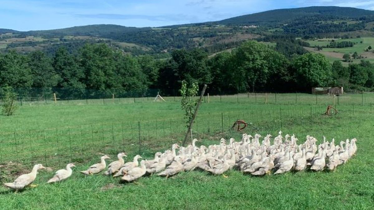 Alimentation des canards - Le jour-élevage